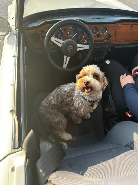 Dog standing in TR6 driver's footwell