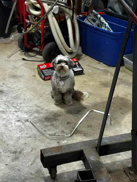 Workshop dog sitting beside jack stands